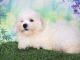 Bichon Frise Puppies for sale in Plaridel, Bulacan, Philippines. price: 40,000 PHP