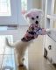 Bichon Frise Puppies for sale in Riverview, FL 33578, USA. price: NA