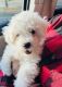 Bichon Frise Puppies for sale in Norfolk, VA, USA. price: NA