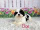 Bichon Frise Puppies for sale in Kinston, NC 28501, USA. price: $1,500
