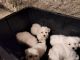 Bichon Frise Puppies for sale in Edmond, OK, USA. price: NA