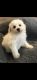 Bichon Frise Puppies for sale in St. Petersburg, FL, USA. price: NA