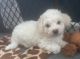 Bichon Frise Puppies for sale in South Abington Township, PA 18411, USA. price: $1,000