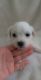 Bichon Frise Puppies for sale in Deltona, FL, USA. price: $2,000