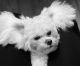 Bichon Frise Puppies for sale in Charlottesville, VA 22902, USA. price: NA