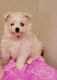 Bichon Frise Puppies for sale in Jacksonville Beach, FL, USA. price: NA