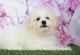 Bichon Frise Puppies for sale in Plaridel, Bulacan, Philippines. price: 35000 PHP