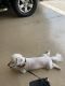 Bichon Frise Puppies for sale in Osceola County, FL, USA. price: NA