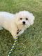 Bichon Frise Puppies for sale in Plano, TX 75024, USA. price: NA