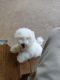 Bichon Frise Puppies for sale in Fredericksburg, VA 22401, USA. price: NA