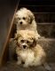 Bichon Frise Puppies for sale in Minneapolis, MN, USA. price: NA
