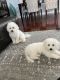 Bichon Frise Puppies for sale in Stafford, VA 22554, USA. price: NA