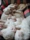 Bichon Frise Puppies for sale in Franklin Township, OH, USA. price: $1,000