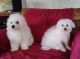 Bichon Frise Puppies
