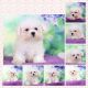 Bichon Frise Puppies for sale in Plaridel, Bulacan, Philippines. price: 40000 PHP