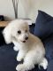 Bichon Frise Puppies for sale in 1550 7th St NW, Washington, DC 20001, USA. price: NA