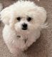 Bichon Frise Puppies for sale in Fleming Island, FL 32003, USA. price: NA