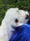 Bichon Frise Puppies for sale in Jennings, LA 70546, USA. price: $1,000