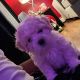 Bichon Frise Puppies for sale in Torrington, CT, USA. price: NA