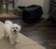 Bichon Frise Puppies for sale in Roanoke, TX 76262, USA. price: $2,000