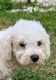 Bichon Frise Puppies for sale in 102 W South St, Avon, IL 61415, USA. price: $600