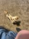 Bichon Frise Puppies for sale in Robbinsdale, MN 55422, USA. price: $1,000