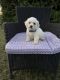 Bichon Frise Puppies for sale in Cleveland, GA 30528, USA. price: NA