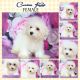 Bichon Frise Puppies for sale in Plaridel, Bulacan, Philippines. price: 40,000 PHP
