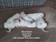 Bichon Frise Puppies for sale in Lakeland, FL 33803, USA. price: NA