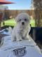 Bichon Frise Puppies for sale in Bakersfield, CA, USA. price: NA