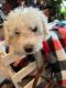 Bichon Frise Puppies for sale in Franklin Township, OH, USA. price: $1,500
