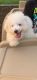 Bichon Frise Puppies for sale in Columbia, MD, USA. price: NA