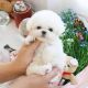 Bichon Frise Puppies for sale in Bridgeport, CT, USA. price: $400