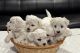 Bichon Frise Puppies for sale in Oregon City, OR 97045, USA. price: $500