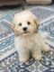 Bichon Frise Puppies for sale in Brooklyn Park, MN, USA. price: $650