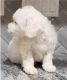 Bichon Frise Puppies for sale in Tennessee City, TN 37055, USA. price: $260