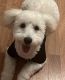 Bichon Frise Puppies for sale in Hollywood, FL, USA. price: NA