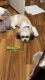 Bichon Frise Puppies for sale in Union, OH, USA. price: $850