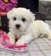 Bichon Frise Puppies for sale in Council Bluffs, IA, USA. price: $450