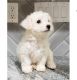 Bichon Frise Puppies for sale in NJ-27, Edison, NJ, USA. price: $280