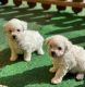 Bichon Frise Puppies for sale in Kelseyville, CA 95451, USA. price: NA