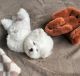 Bichon Frise Puppies for sale in Grapeland, TX 75844, USA. price: NA