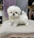 Bichon Frise Puppies for sale in Centereach, NY, USA. price: NA