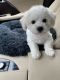 Bichon Frise Puppies for sale in Manchester, CT, USA. price: $450