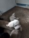 Bichon Frise Puppies for sale in Cleveland, OH, USA. price: $300