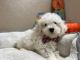 Bichon Frise Puppies for sale in Fort Lauderdale, FL, USA. price: NA