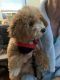 Bichon Frise Puppies for sale in Goose Creek, SC, USA. price: $1,500