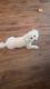 Bichon Frise Puppies for sale in Cantonment, FL 32533, USA. price: NA