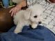 Bichon Frise Puppies for sale in Nova, OH 44859, USA. price: $400