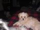 Bichon Frise Puppies for sale in Knotts Island, NC 27950, USA. price: NA